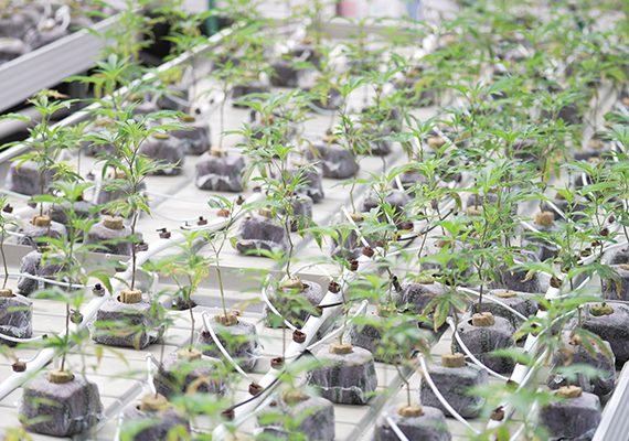 Flowering cannabis canopy in the greenhouse