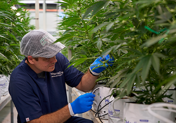 Cultivation aisle under specialised grow lighting