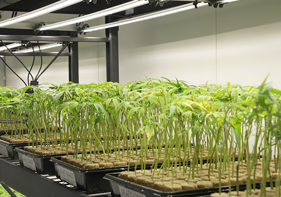Staff closely inspecting a flowering cannabis plant