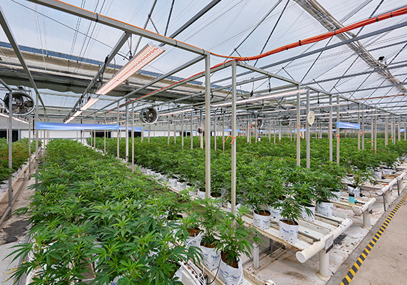 Technician carrying a tray of propagated clones