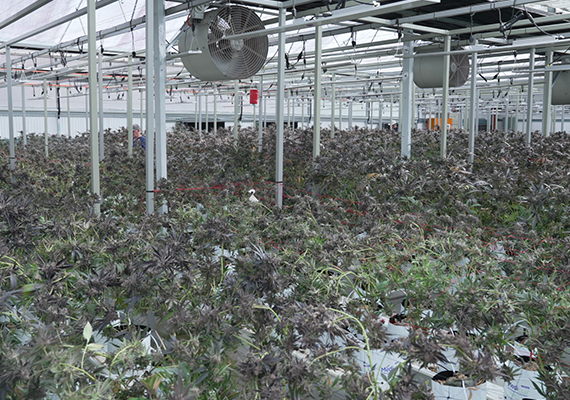 Staff inspecting cannabis plants in the greenhouse